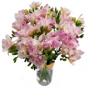 20 Pink Freesia