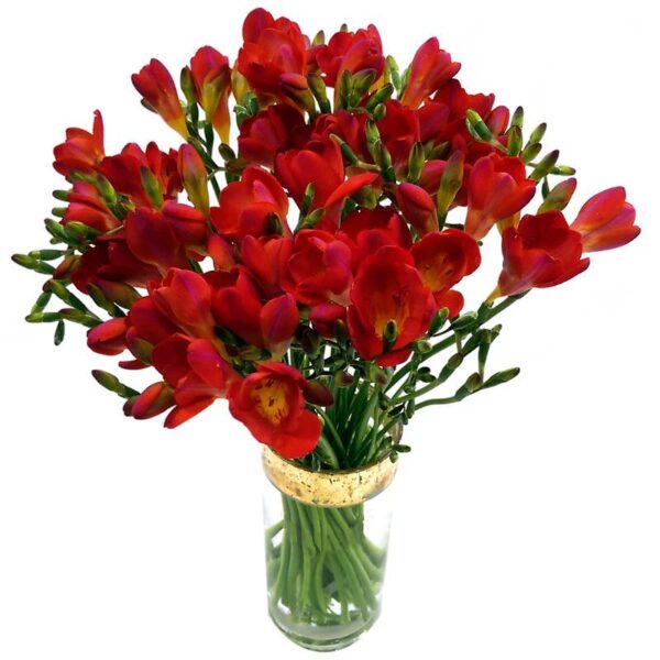 20 Red Freesia