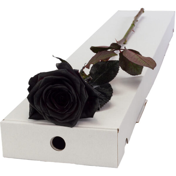 Single Letterbox Black Rose