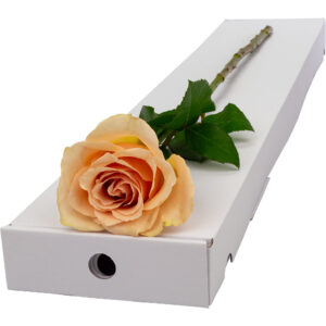 Single Letterbox Peach Rose