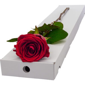 Single Letterbox Red Rose