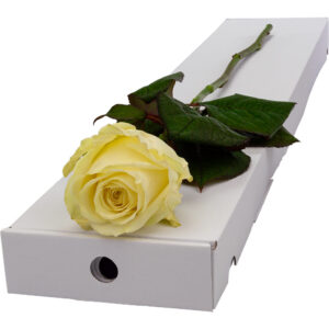 Single Letterbox White Rose